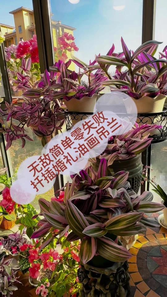 扦插婚礼油画吊兰