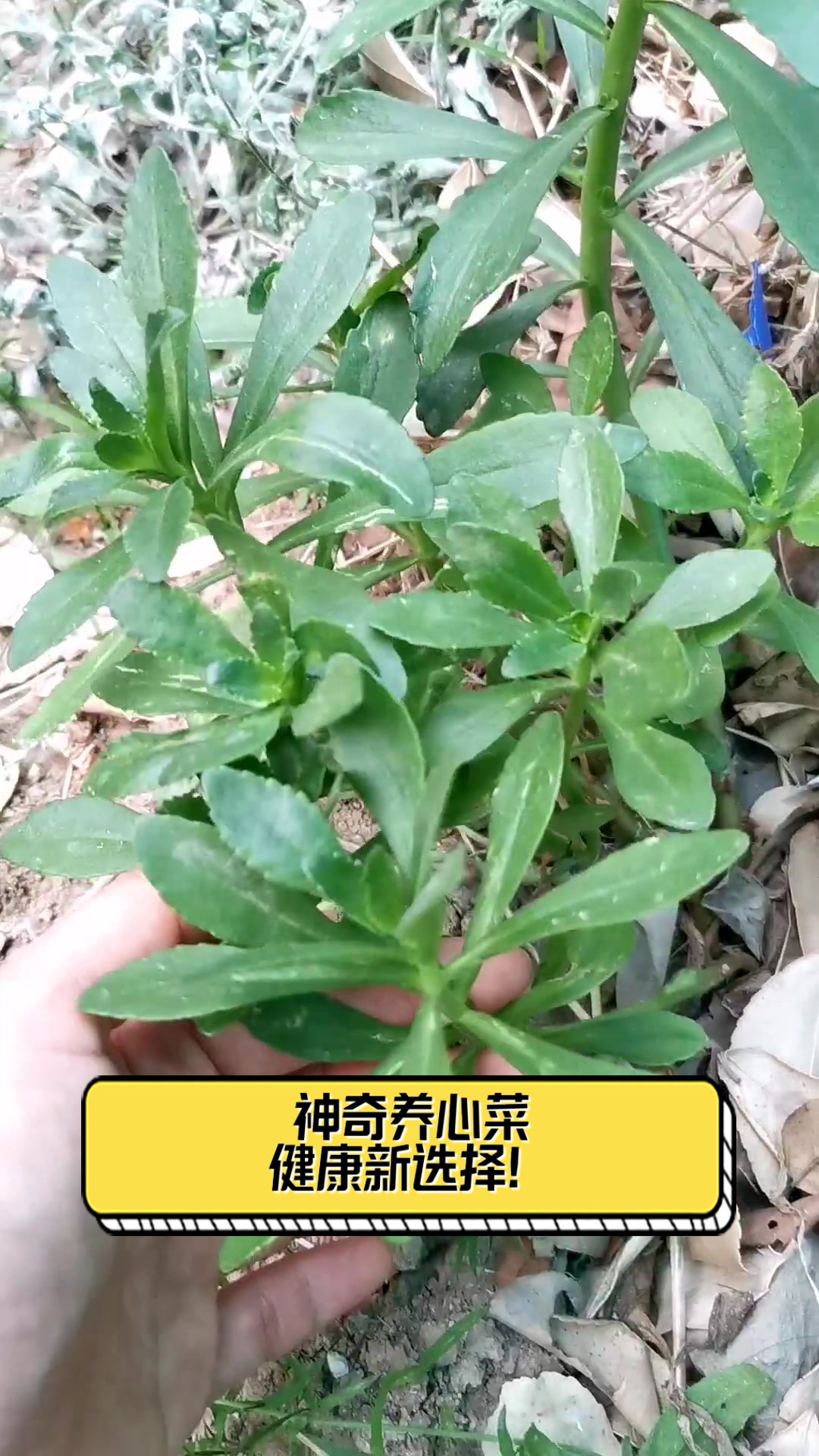 神奇养心菜,健康新选择!