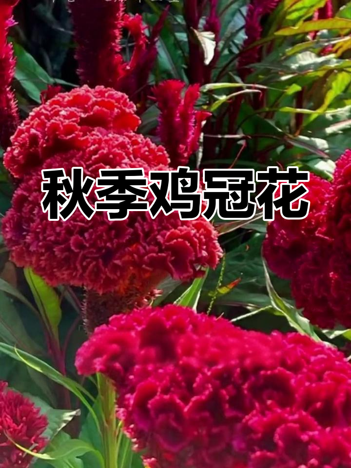 鸡冠花:秋天的红色火焰