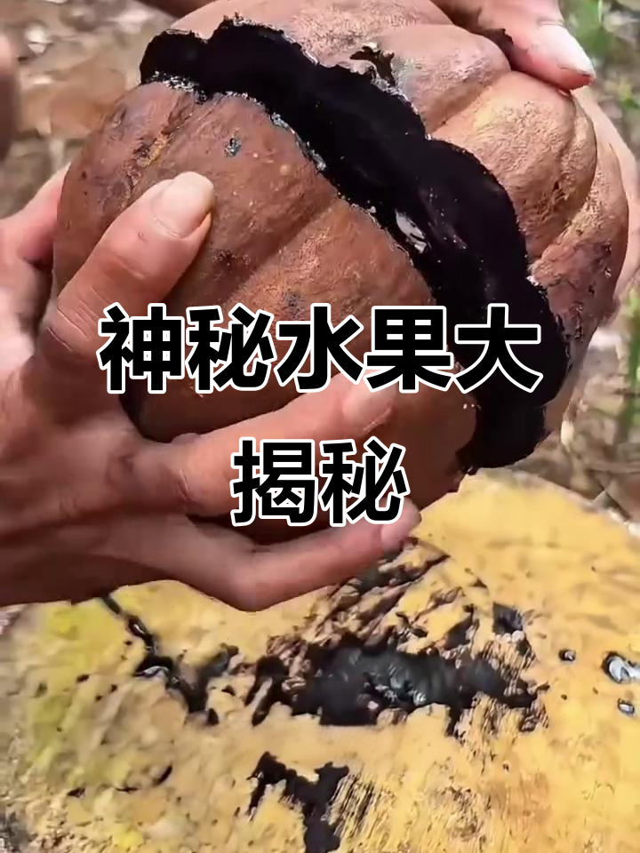 这些水果你吃过吗?向式果、鸭屎果和黑老虎,口感超乎想象