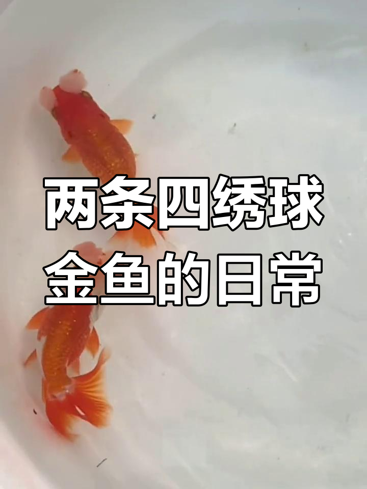 四绣球金鱼亮相,传统鱼种新体验