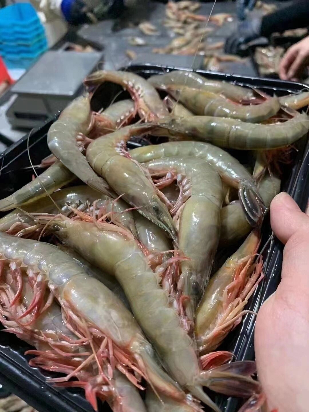 金钩虾又叫硬壳虾