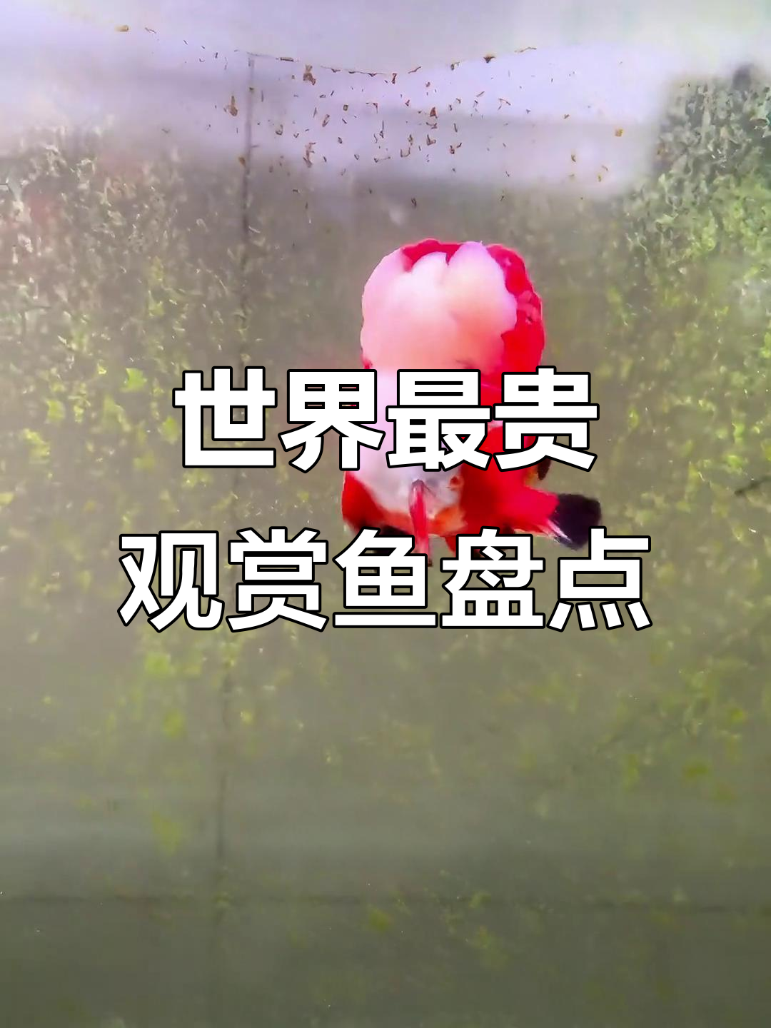 观赏鱼大揭秘：从波妞到黑金刚龙，你见过几种？