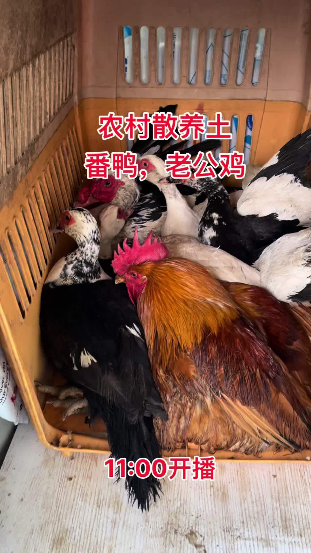 农村散养老番鸭土公鸡需要的来我直播间看看 江苏盐城 土鸡土鸭 乡村味道 老番鸭