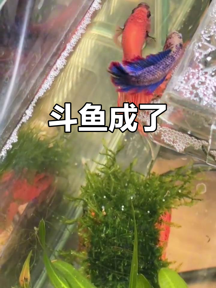 斗鱼直播成功上线,精彩不断!