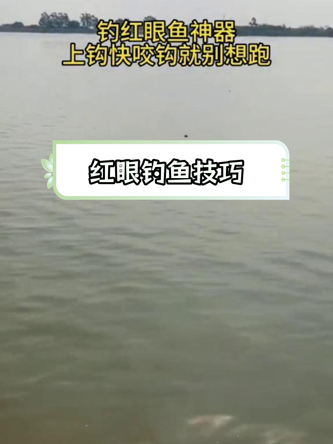 专钓红眼鱼的利器,鸡肠挂钩快速上鱼