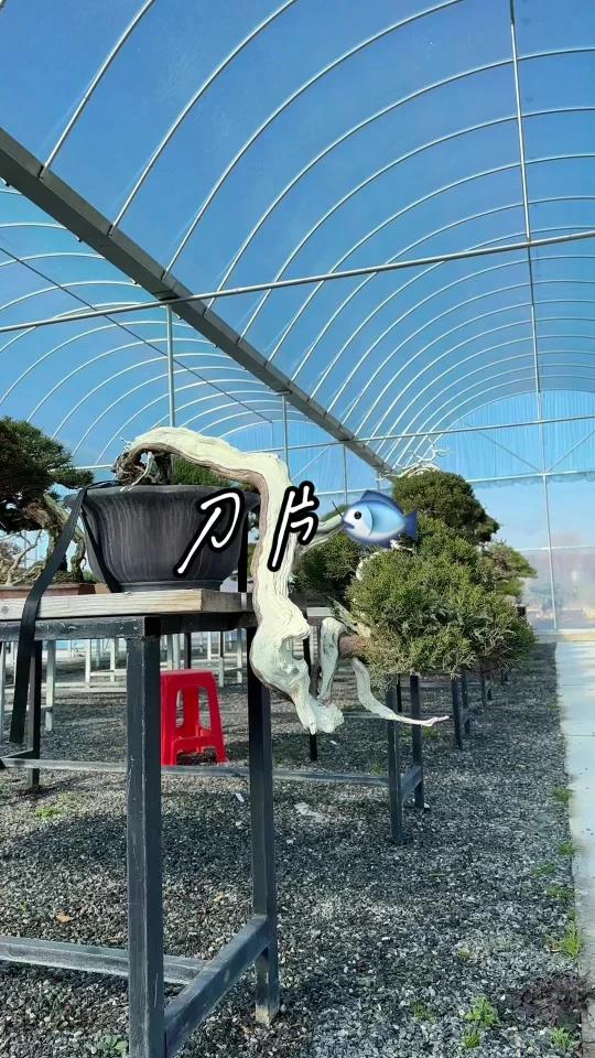 分享适合庭院别墅摆放的怪味十足刀片鱼