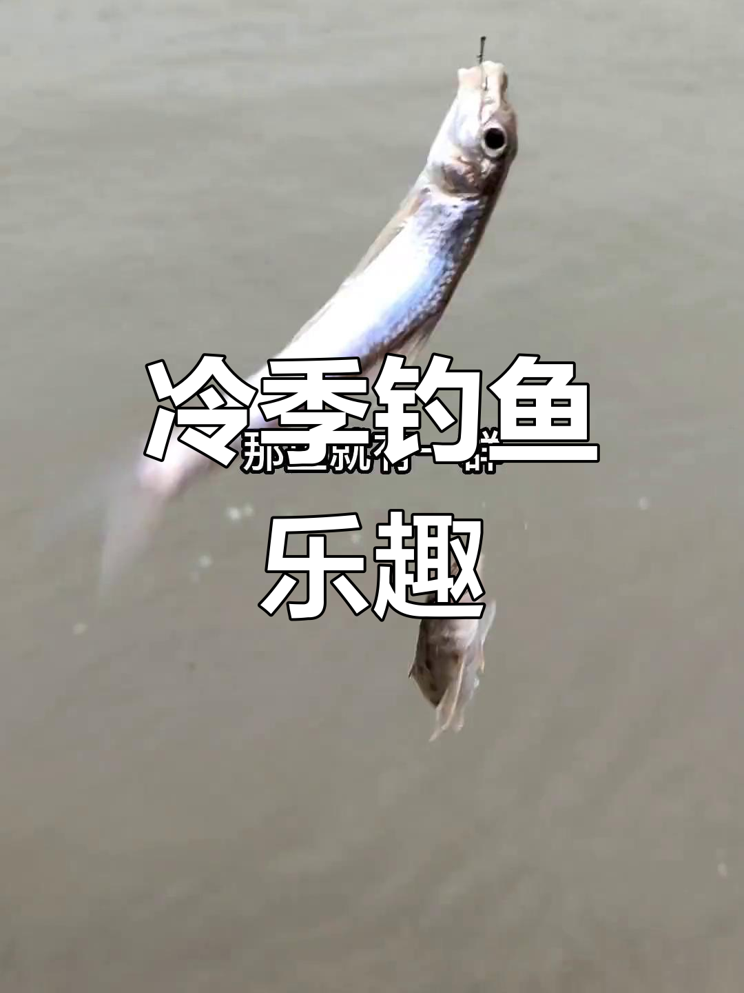 冬季钓船钉子,流水底鱼大丰收