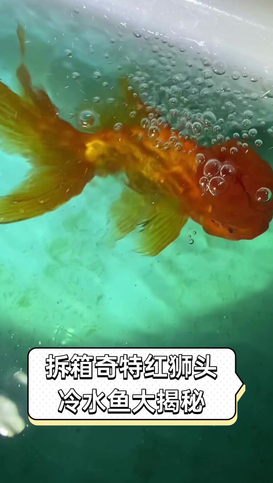 拆箱奇特红狮头,冷水鱼大揭秘