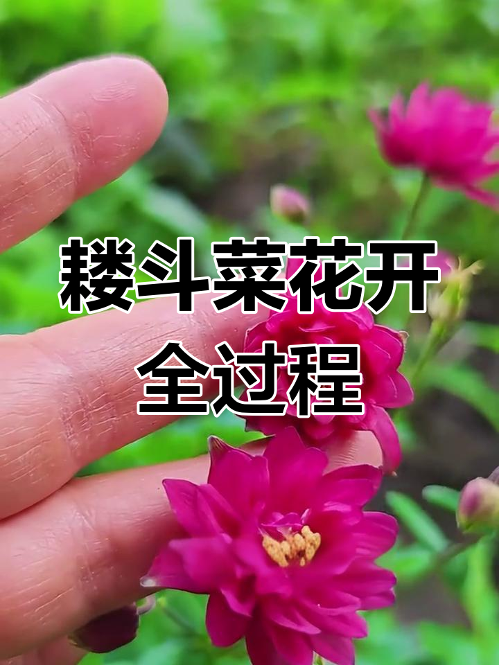 耧斗菜种子发芽记:从低温到高温,终于开花