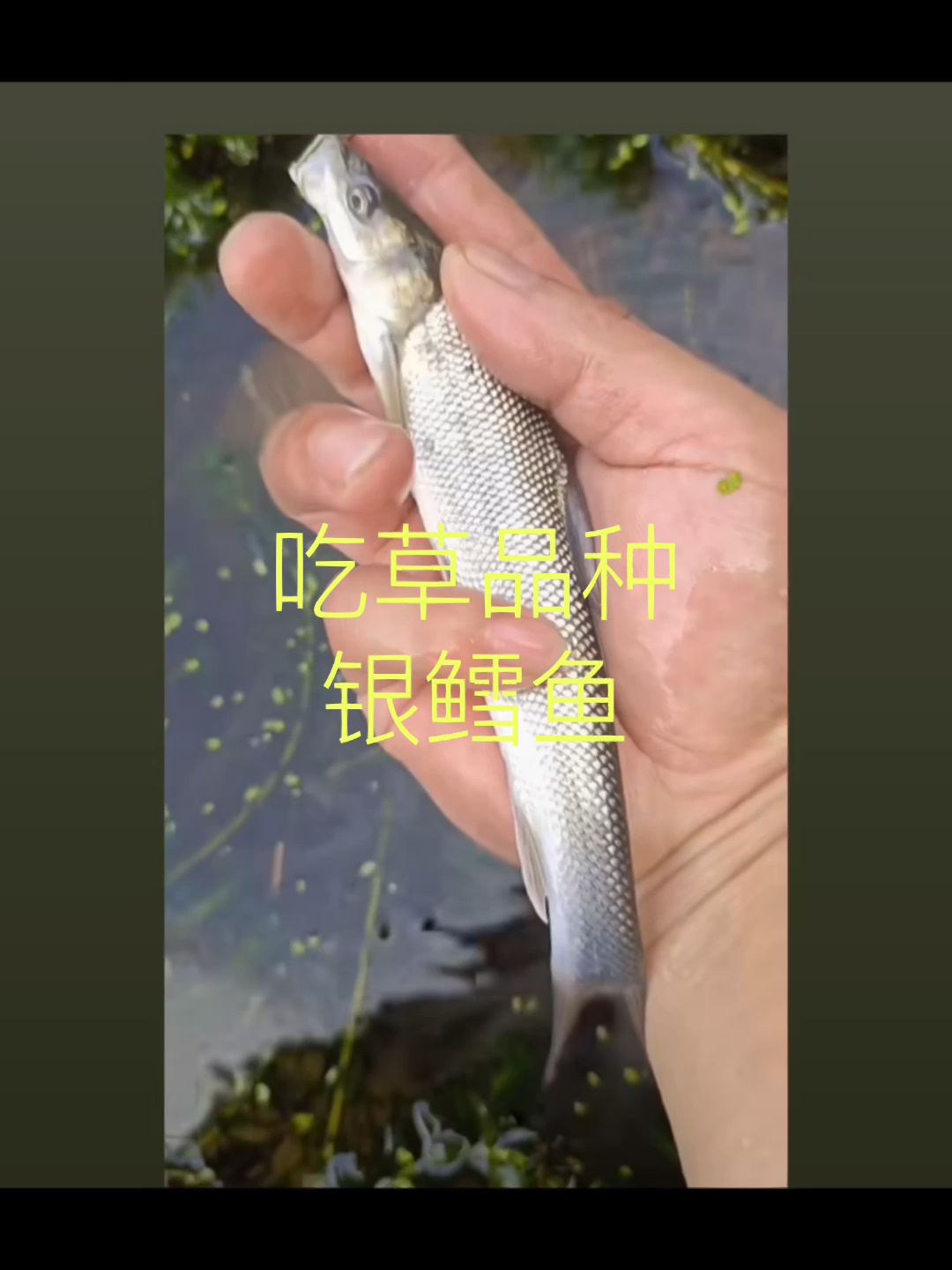 吃草品种淡水银鳕鱼
