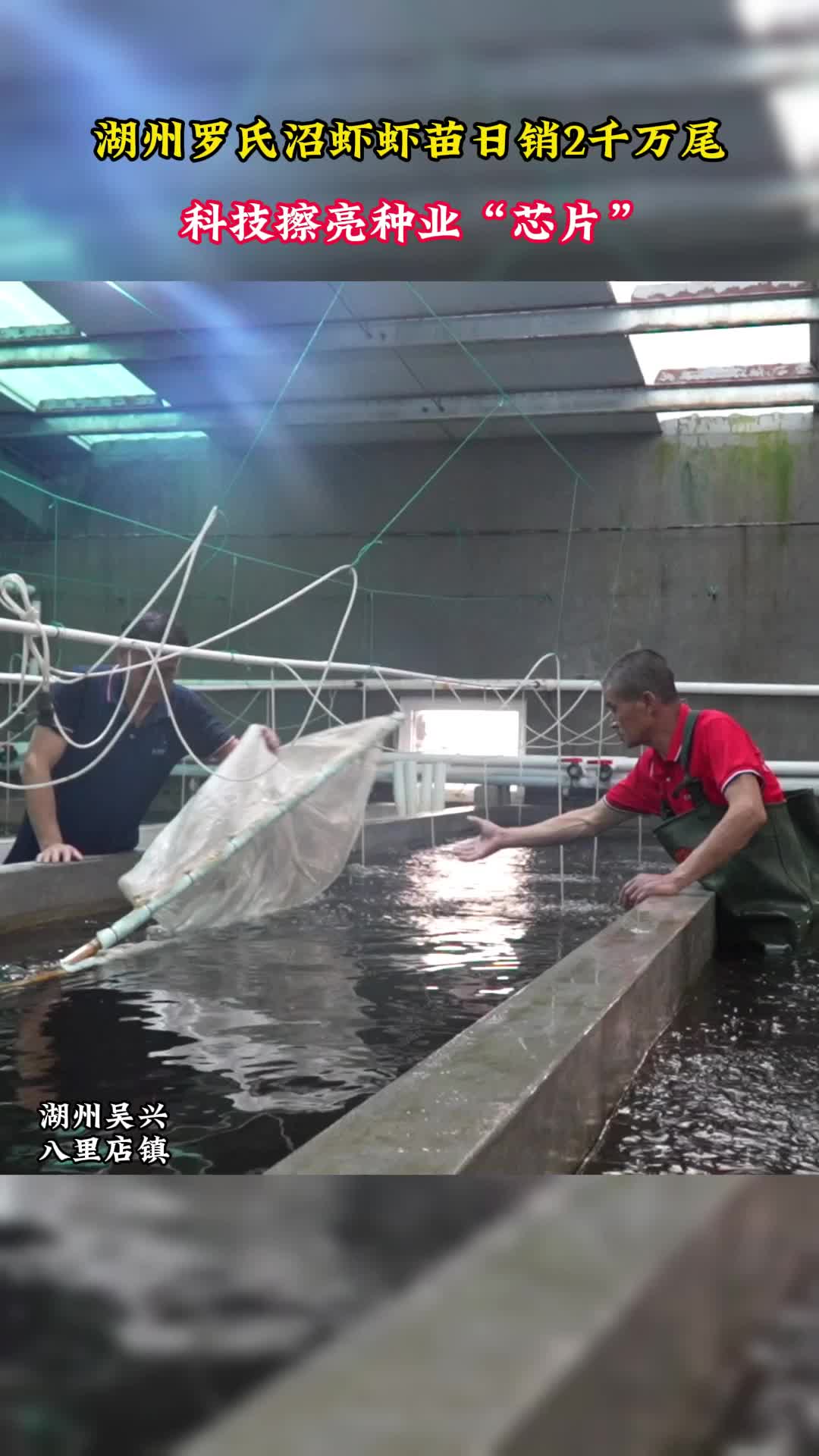 年销售200亿尾!湖州“淡水虾王”虾苗销售旺