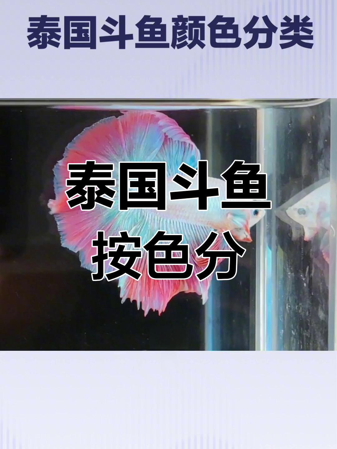 泰国斗鱼颜色分类详解,教你如何辨别各种品种
