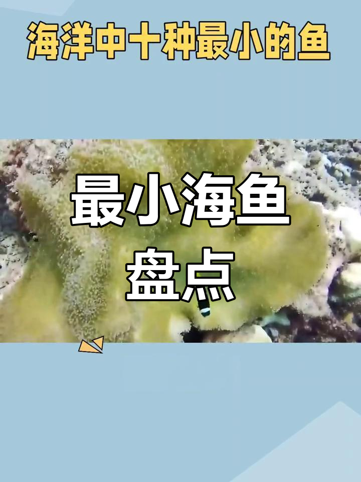 海洋中最小的十种鱼类