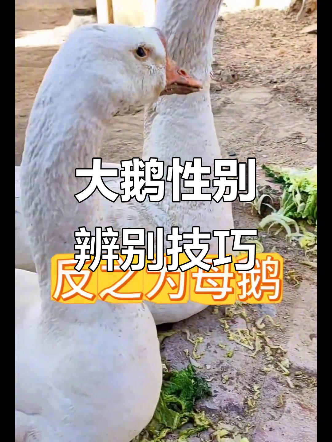 如何分辨大鹅公母?从体型到叫声全解析