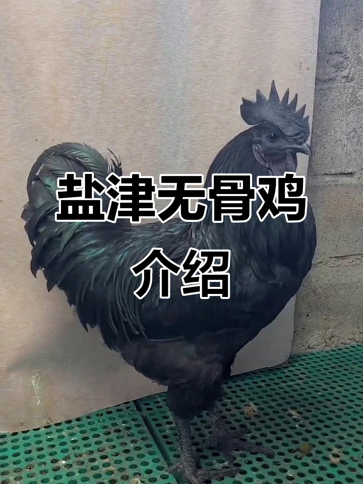云南昭通盐津乌骨鸡:中国十大名鸡之一,品质优良