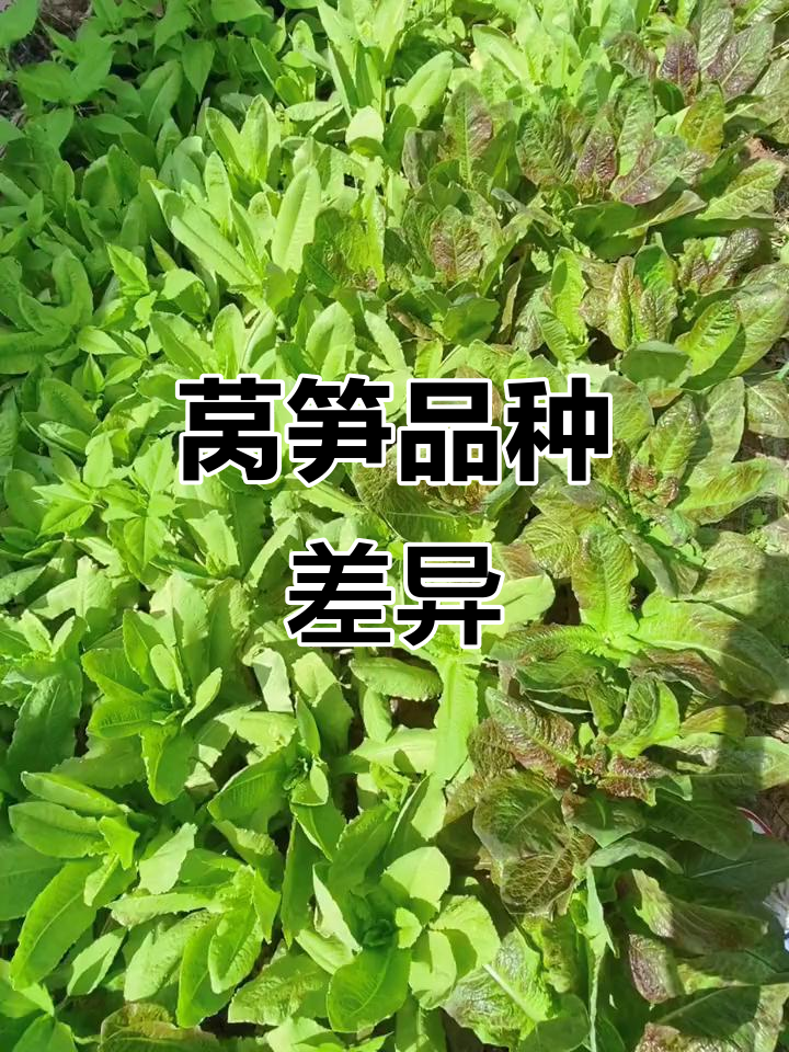 紫叶莴笋口感独特,但易生病;绿叶更耐放,适合懒人种植