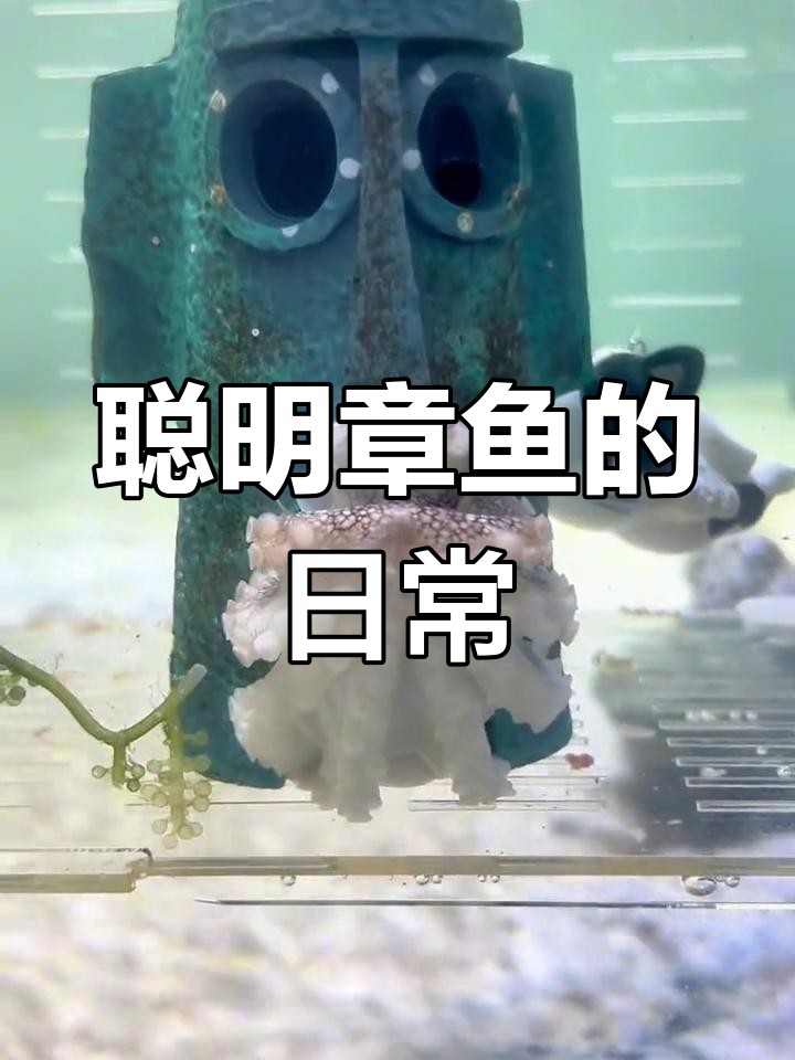 章鱼也能当宠物?体验与智慧并存