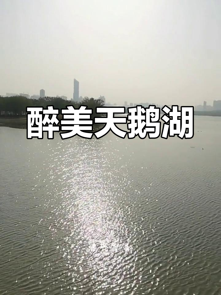 三门峡天鹅湖的冬日奇观
