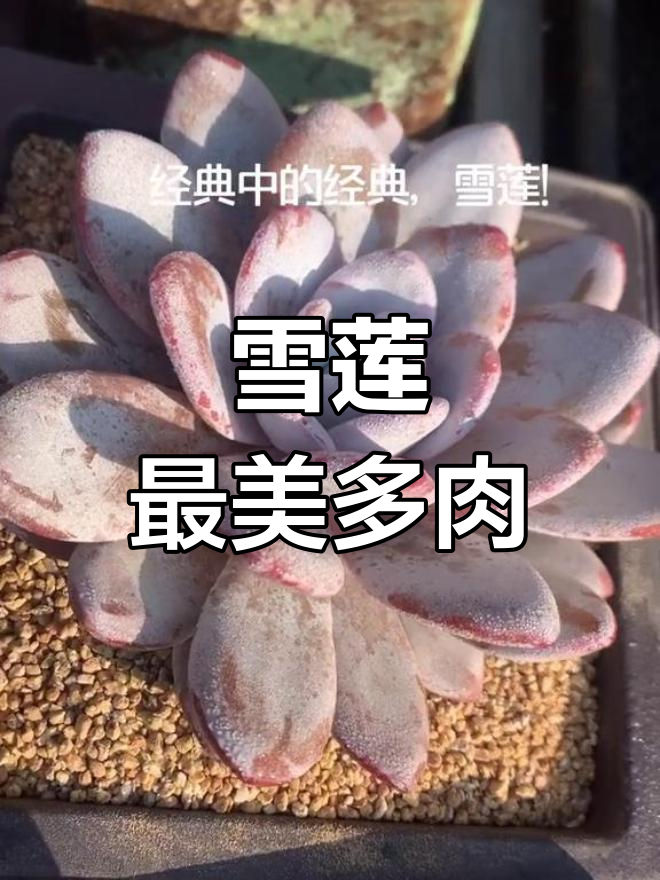 雪莲:景天科经典多肉,仙气十足的美丽品种