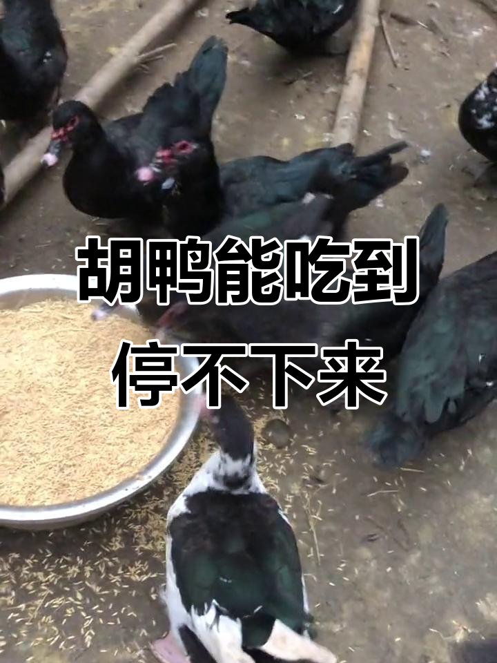 胡鸭吃得真猛，简直是个吃货！