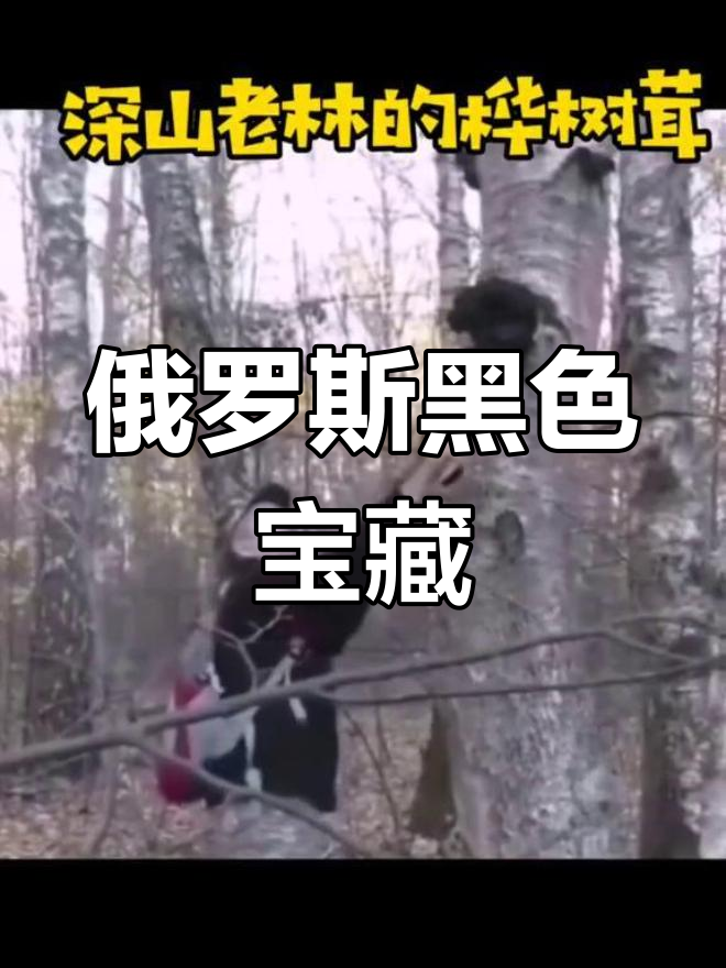 俄罗斯四大黑色奇迹,鱼子酱、桦树茸与大黑熊的秘密