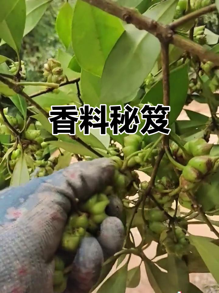 香料是卤肉美味的关键,掌握这些秘诀,做菜更上一层楼!