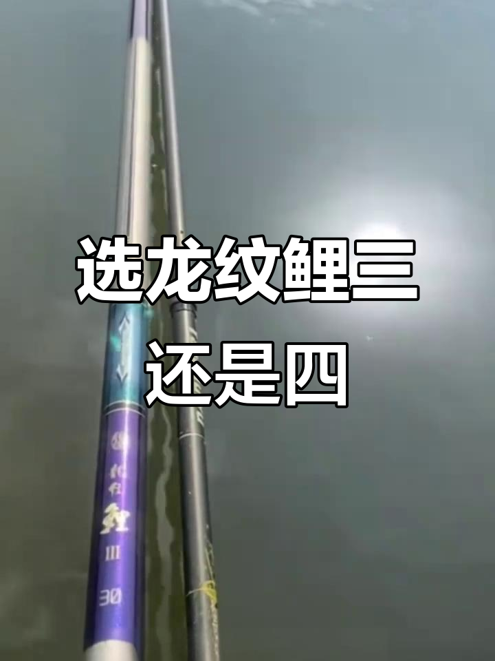 龙纹鲤三和四如何选择?野钓与大物竿对比分析