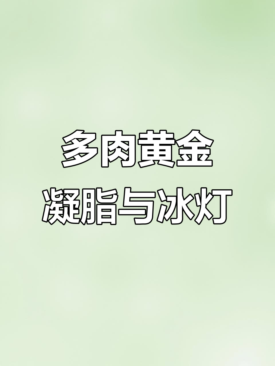 黄金凝脂菊冰灯:两款超耐晒的多肉品种,夏季养护全攻略