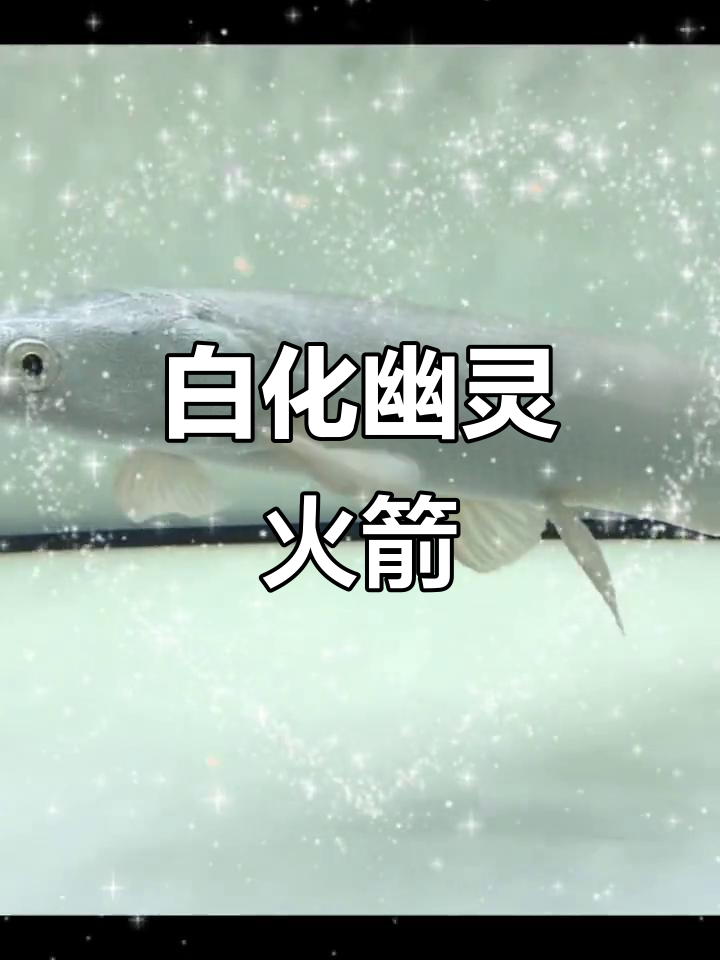 幽灵火箭鱼:白化尖嘴鳄,凶猛淡水食肉动物
