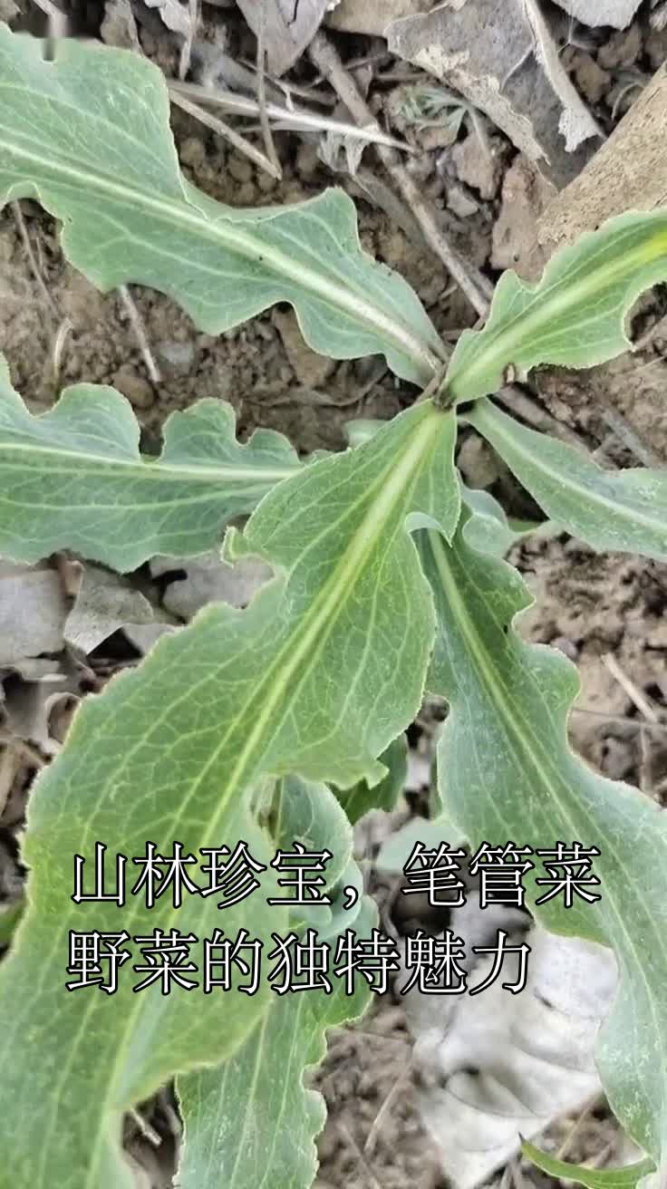 山林珍宝,笔管菜野菜的独特魅力