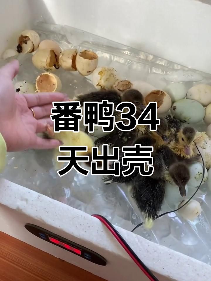 34天孵化番鸭,泡沫箱水床轻松搞定