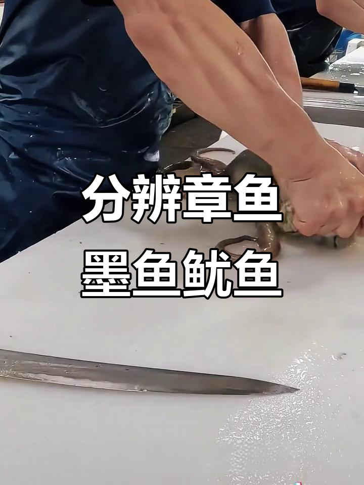 章鱼、墨鱼和鱿鱼的辨别技巧,海鲜三兄弟大揭秘