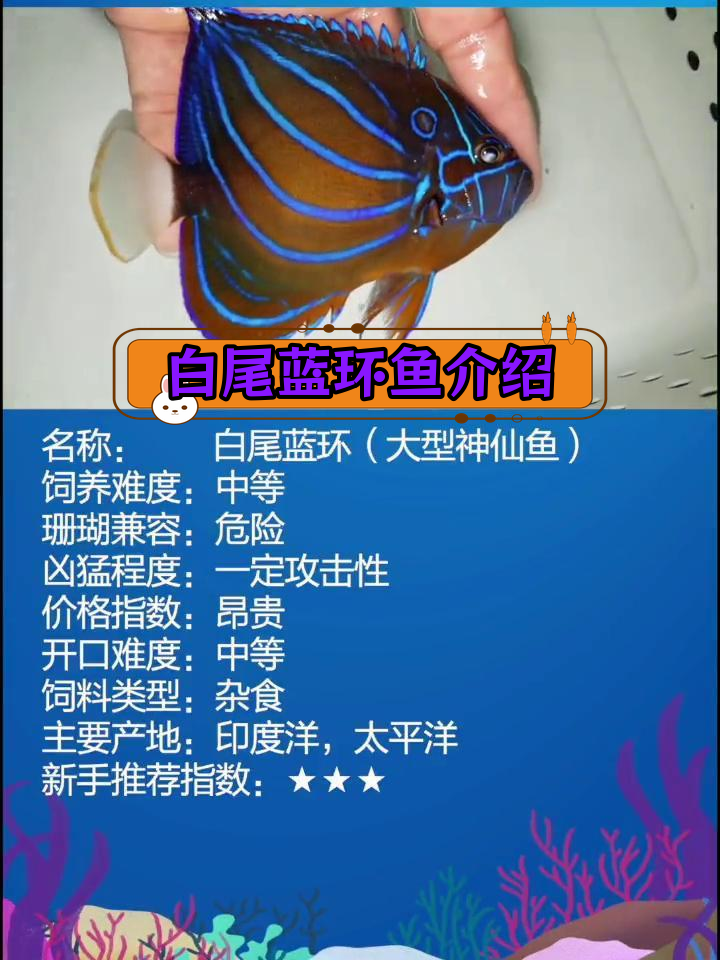 白尾蓝环鱼饲养全攻略