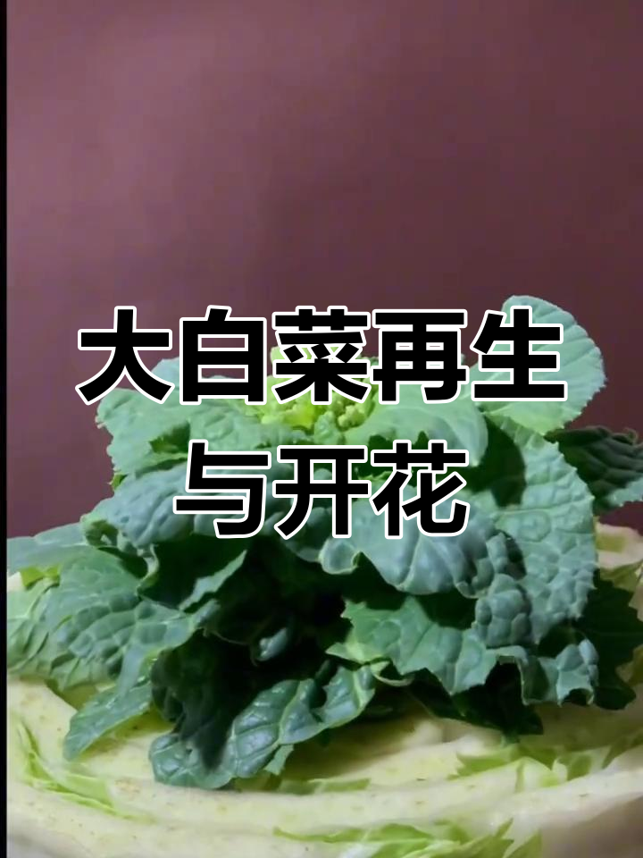 延时拍摄大白菜开花过程,水培蔬菜生长惊艳