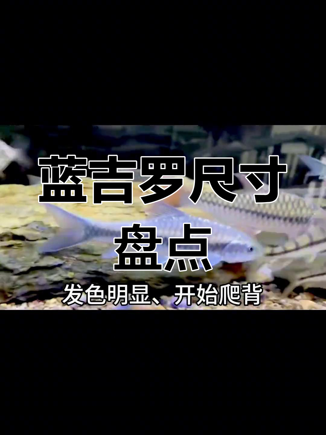蓝吉罗成长全纪录:从十公分到六十公分的蜕变