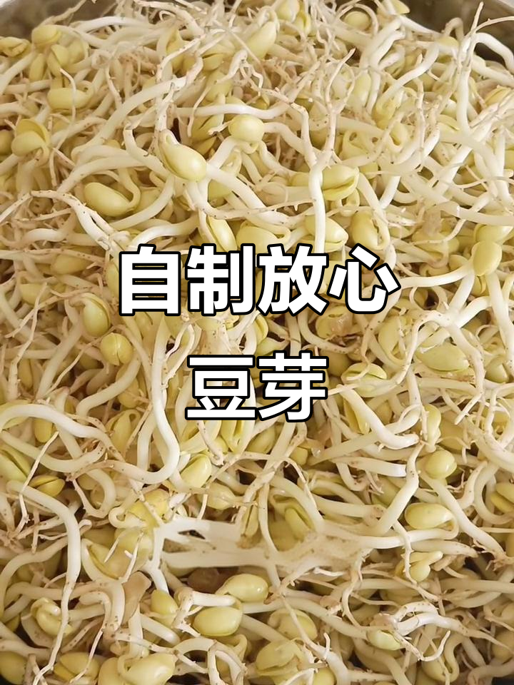 自己动手生黄豆芽,又粗又长秘诀大公开