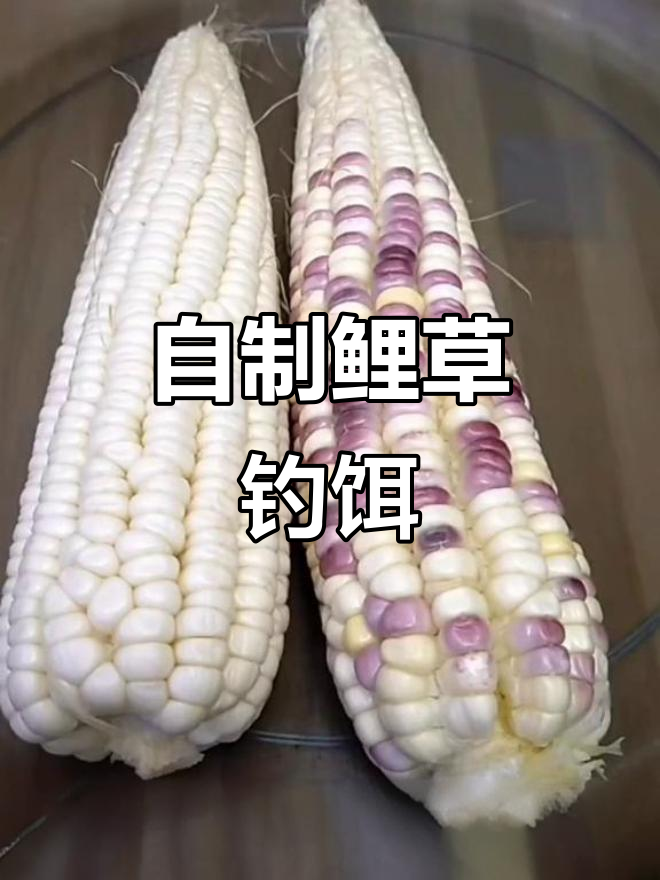 鲤鱼草鱼都爱吃的玉米饵料,制作方法超简单