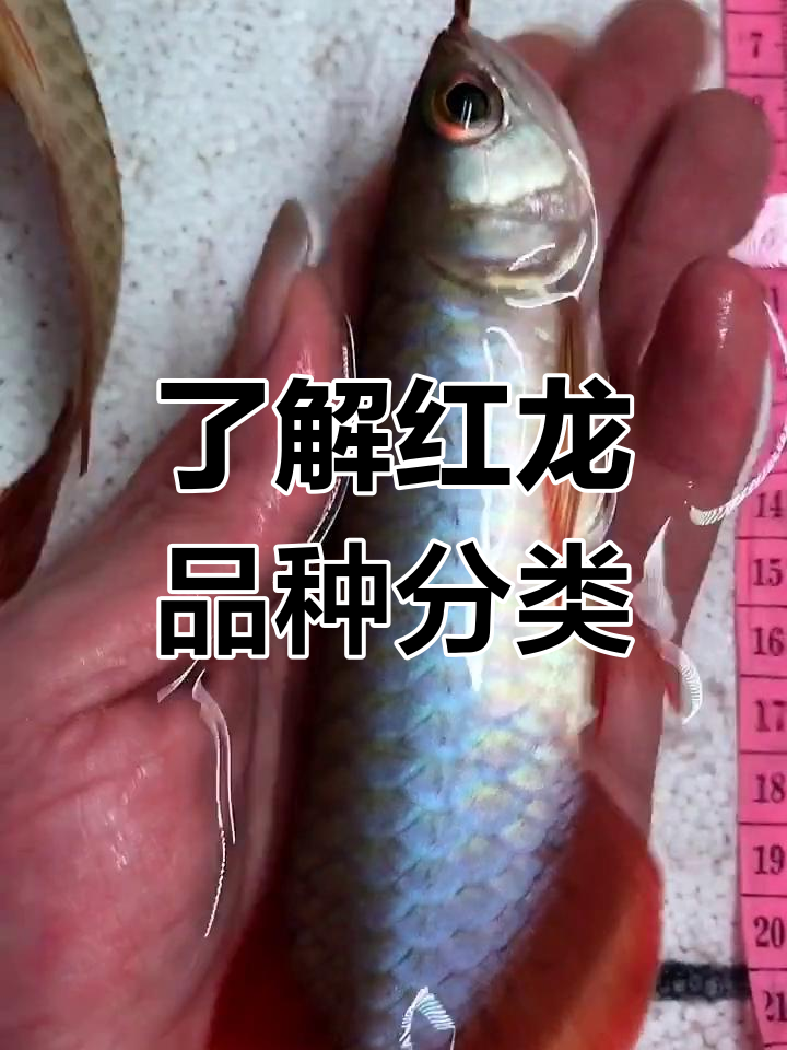 红龙品种大揭秘:印尼、新加坡红龙的差异与特点