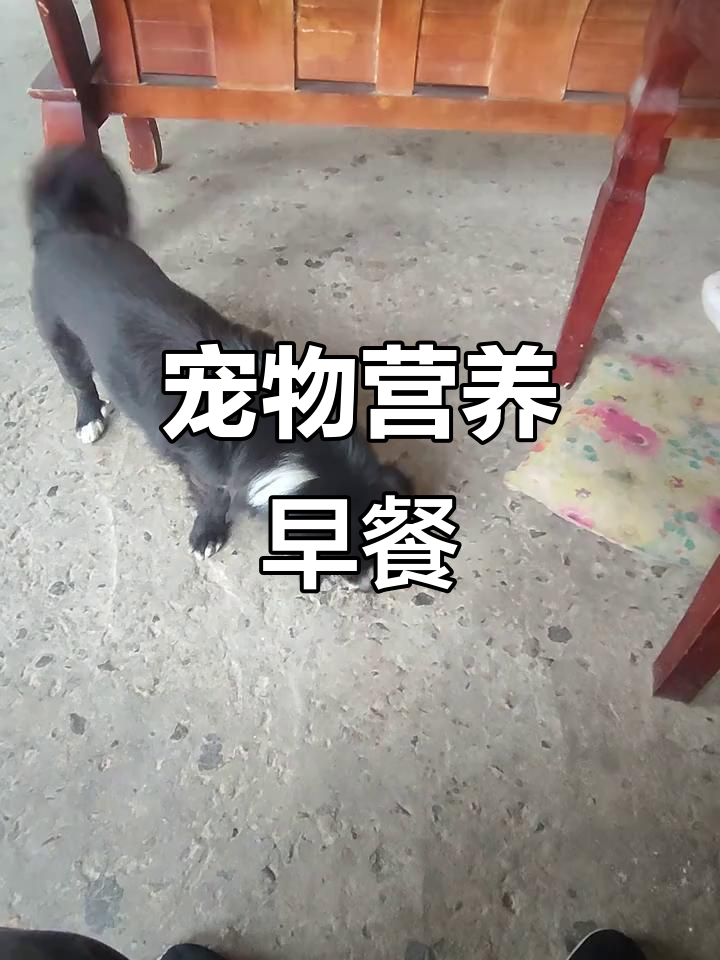早晨煮山药,上午加猪肝,宠物的营养餐安排得妥妥的!