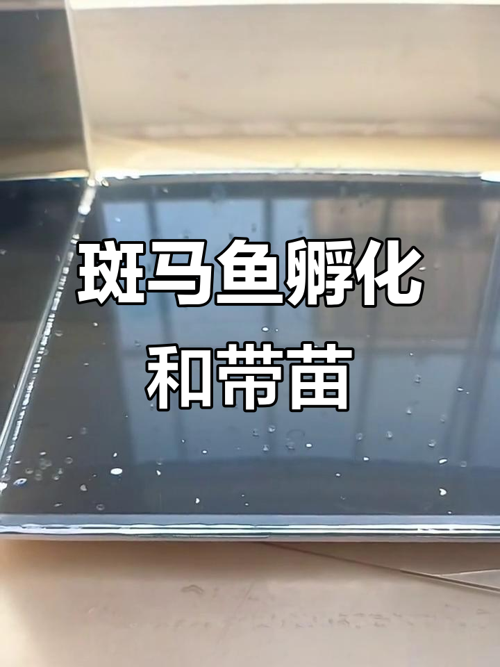 斑马鱼孵化全过程揭秘，带你了解小鱼苗成长
