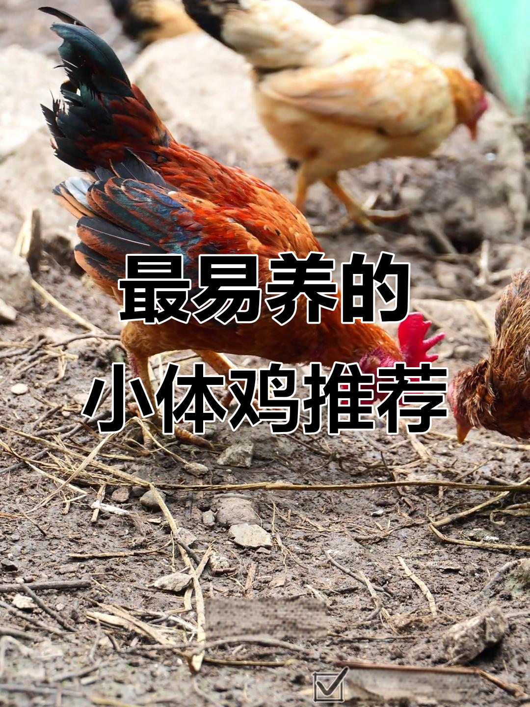 越南小竹鸡与塞拉马：最适合新手养的观赏鸡品种