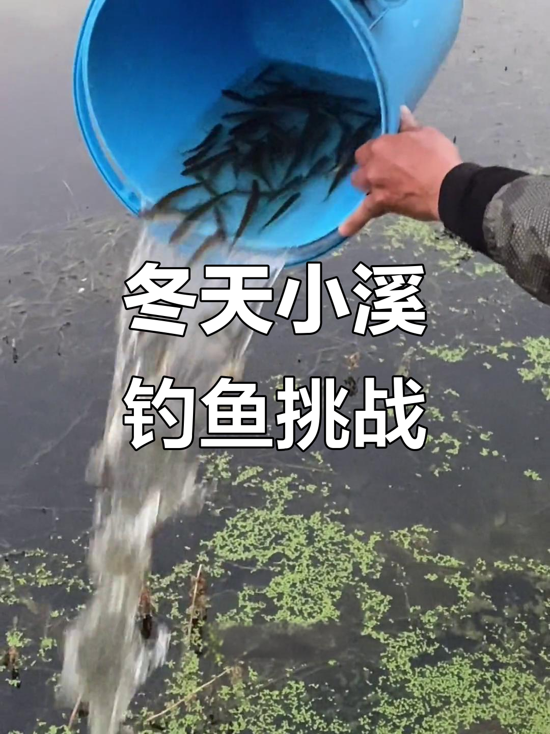 冬季溪流狂钓半小时,放生鱼货满满!