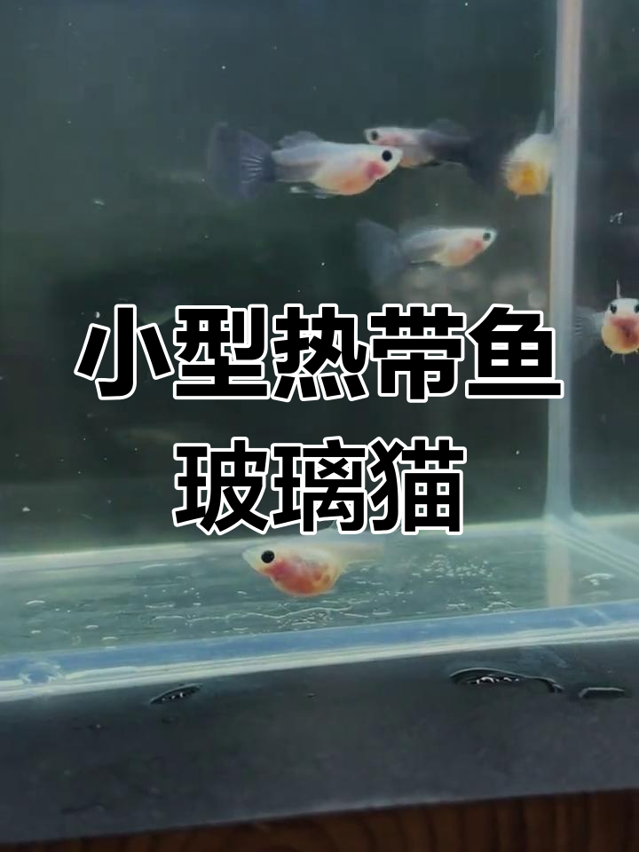 玻璃猫孔雀鱼小合集,带你了解热带鱼的魅力