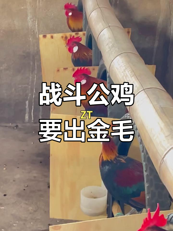 公鸡终于起性,白耳原鸡即将迎来新生命!