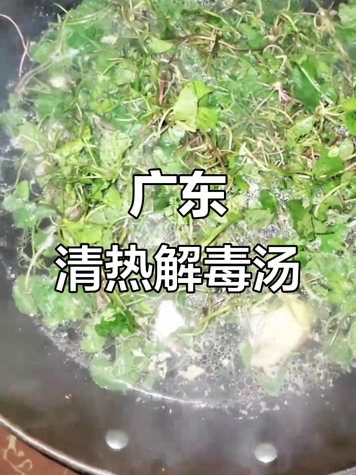 广东人最爱喝的清热解毒汤，灯盏菜来袭！