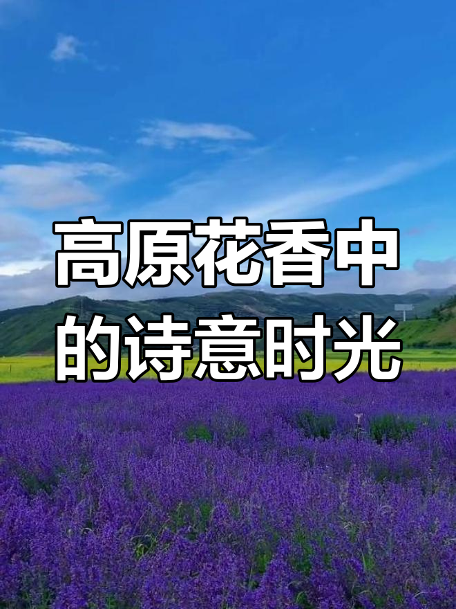 高原上的油菜花与薰衣草,阴雨后的蓝天白云变幻无穷