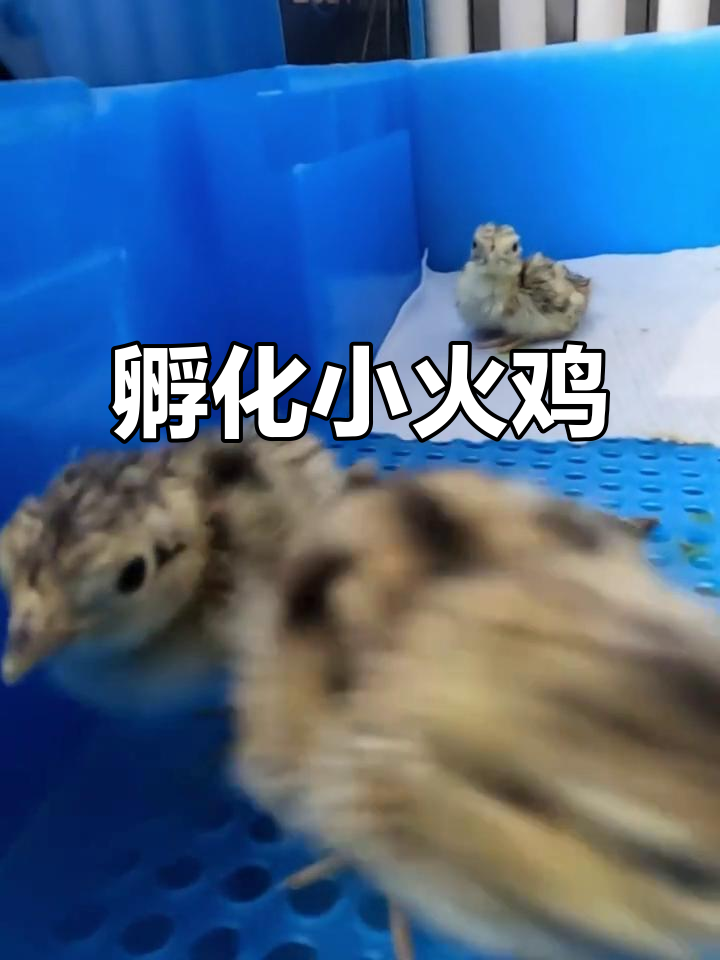 孵化青铜火鸡,10颗蛋只出两只,竟然能长二十多斤!