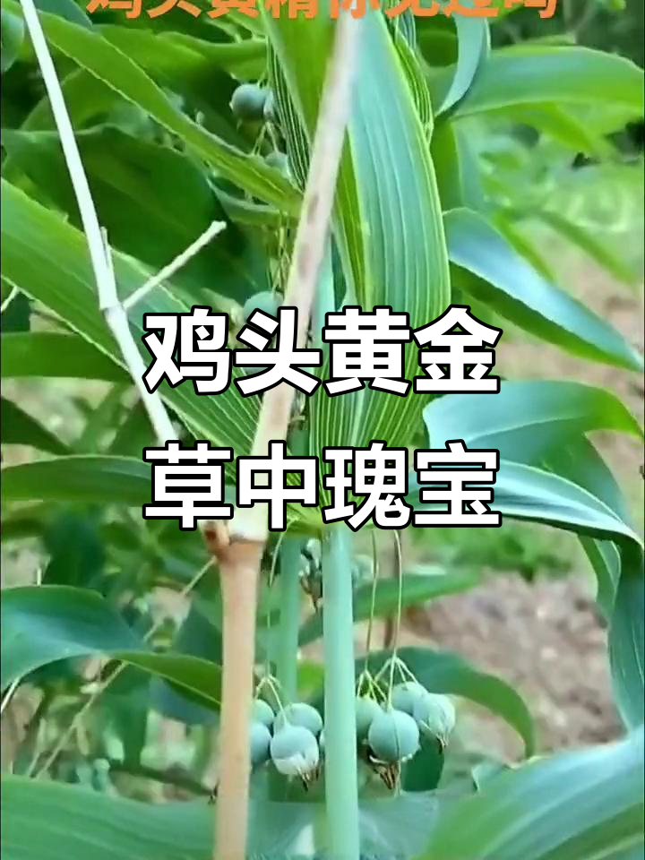 秦岭鸡头黄精:古老珍稀的草本宝藏