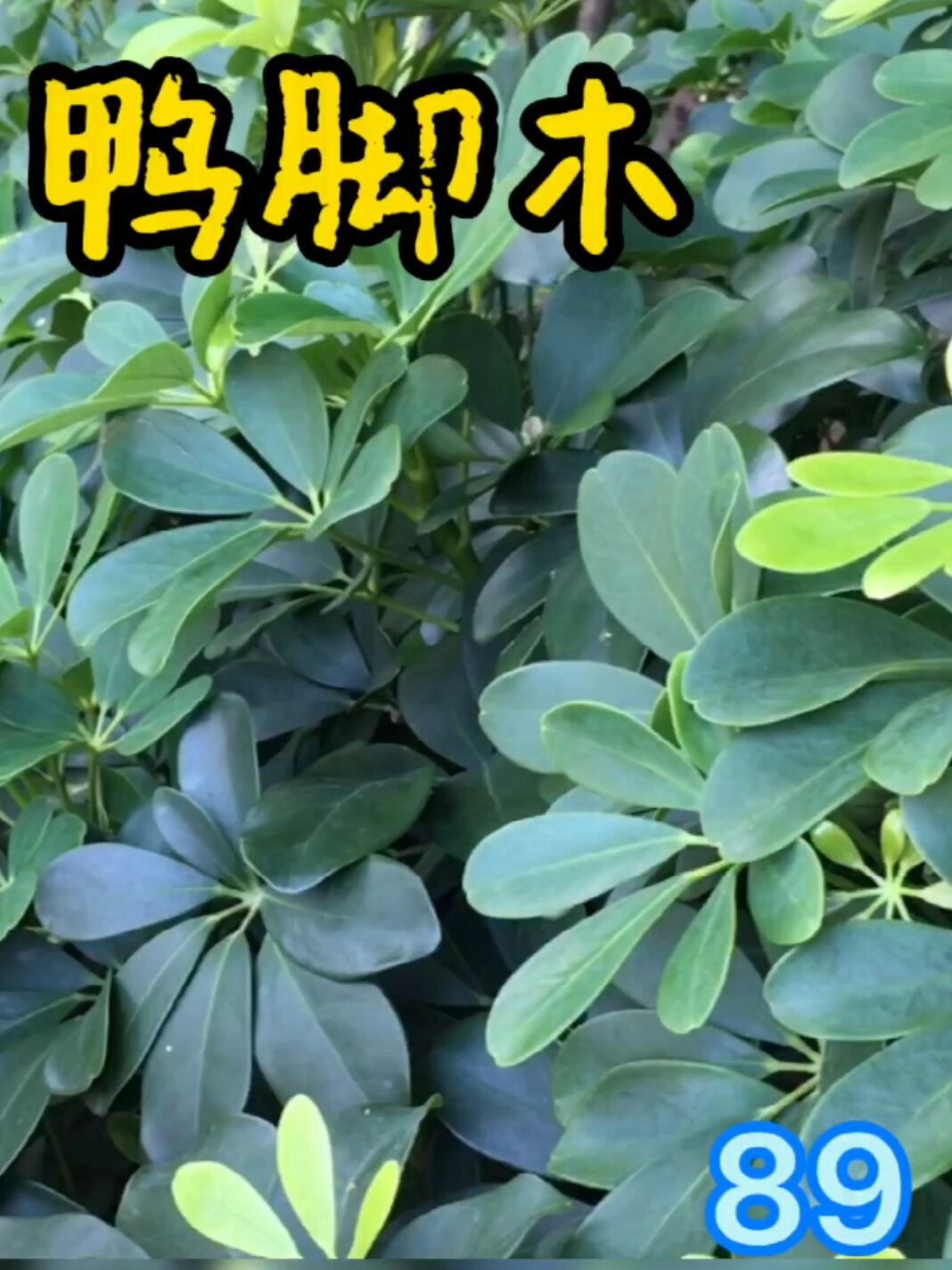 鸭脚木,长的普通,但可解剧毒